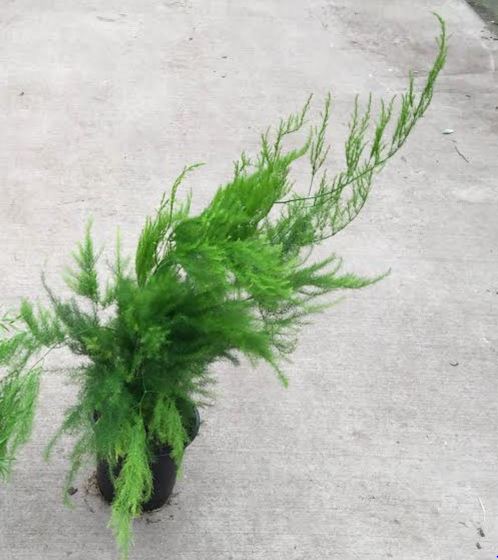 4" Fern Asparagus Pyramidalis